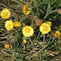 Västerängen Mars 2026